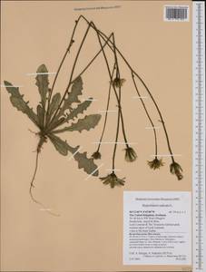 Hypochaeris radicata L., Western Europe (EUR) (United Kingdom)