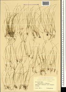 Festuca incurva (Gouan) Gutermann, Crimea (KRYM) (Russia)