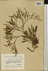 Goniolimon besserianum (Rchb.) Kuzn., Eastern Europe, Moldova (E13a) (Moldova)