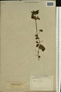 Lamium maculatum (L.) L., Eastern Europe, North-Western region (E2) (Russia)