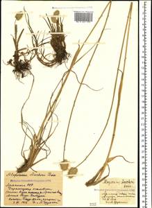 Alopecurus aucheri Boiss., Caucasus, Armenia (K5) (Armenia)