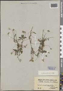 Viola arvensis Murray, Eastern Europe, North-Western region (E2) (Russia)