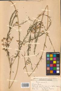 Linum usitatissimum L., Siberia, Russian Far East (S6) (Russia)