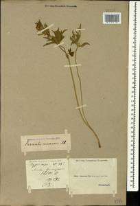 Ranunculus caucasicus M. Bieb., Caucasus, Georgia (K4) (Georgia)