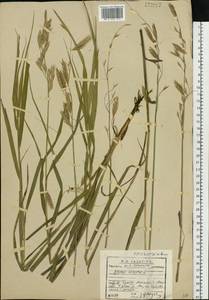 Bromus ciliatus L., Siberia, Baikal & Transbaikal region (S4) (Russia)