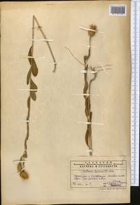 Stizolophus balsamita (Lam.) K.Koch, Middle Asia, Syr-Darian deserts & Kyzylkum (M7) (Uzbekistan)
