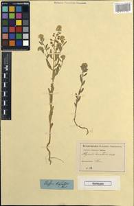 Alyssum hirsutum M. Bieb., Caucasus, Georgia (K4) (Georgia)