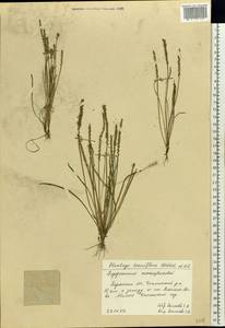 Plantago tenuiflora Waldst. & Kit., Eastern Europe, South Ukrainian region (E12) (Ukraine)