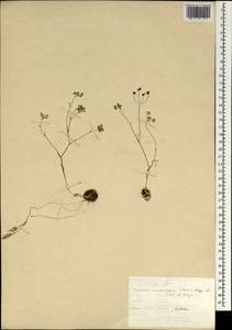 Bunium microcarpum (Boiss.) Freyn & Sint. ex Freyn, South Asia, South Asia (Asia outside ex-Soviet states and Mongolia) (ASIA) (Turkey)