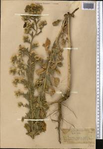 Psychrogeton khorassanicus (Boiss.) Fisjun, Middle Asia, Western Tian Shan & Karatau (M3) (Kazakhstan)