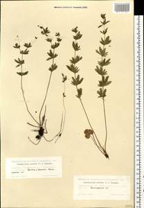 Potentilla erecta (L.) Raeusch., Eastern Europe, Eastern region (E10) (Russia)