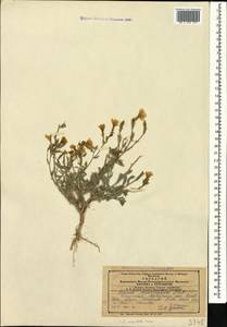 Linum mucronatum subsp. armenum (Bordzil.) P. H. Davis, Caucasus, Azerbaijan (K6) (Azerbaijan)