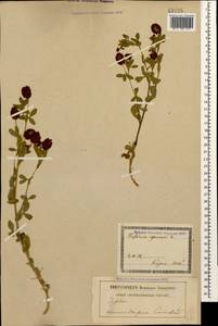 Trifolium aureum Pollich, Caucasus, Georgia (K4) (Georgia)