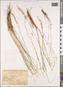 Melica ciliata L., Caucasus, Azerbaijan (K6) (Azerbaijan)