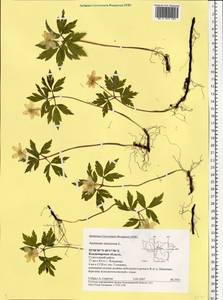 Anemone nemorosa L., Eastern Europe, Central region (E4) (Russia)