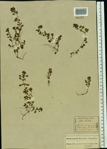 Lythrum portula (L.) D. A. Webb, Eastern Europe, Central forest region (E5) (Russia)