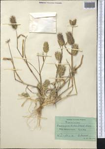 Eremopyrum distans (K.Koch) Nevski, Middle Asia, Syr-Darian deserts & Kyzylkum (M7) (Uzbekistan)
