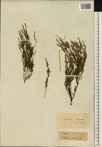 Calluna vulgaris (L.) Hull, Eastern Europe, Estonia (E2c) (Estonia)