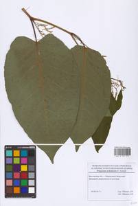 Reynoutria sachalinensis (F. Schmidt) Nakai, Eastern Europe, Central forest region (E5) (Russia)