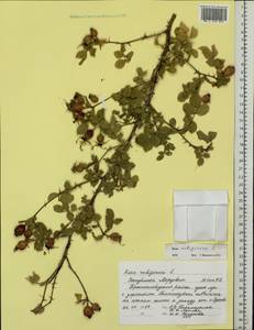 Rosa rubiginosa L., Eastern Europe, Middle Volga region (E8) (Russia)