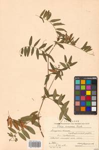 Vicia amoena Fisch. ex Ser., Siberia (no precise locality) (S0) (Russia)