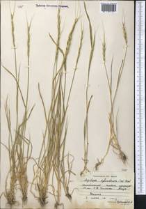 Aegilops cylindrica Host, Middle Asia, Western Tian Shan & Karatau (M3) (Kyrgyzstan)