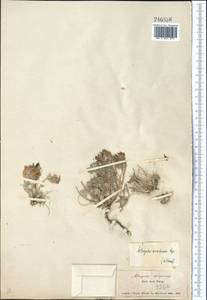 Astragalus arkalycensis Bunge, Middle Asia, Muyunkumy, Balkhash & Betpak-Dala (M9) (Kazakhstan)
