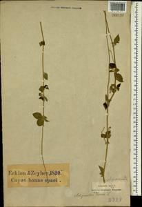 Achyranthes aspera L., Africa (AFR) (South Africa)