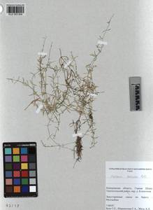 KUZ 003 834, Stellaria palustris Ehrh. ex Retz., Siberia, Altai & Sayany Mountains (S2) (Russia)