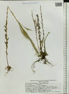 Arabis planisiliqua subsp. nemorensis (Wolf ex Hoffm.) Soják, Eastern Europe, Western region (E3) (Russia)