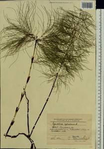 Equisetum sylvaticum L., Eastern Europe, Belarus (E3a) (Belarus)