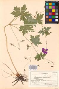 Geranium palustre L., Eastern Europe, Moscow region (E4a) (Russia)