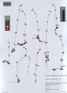 KUZ 004 550, Cerastium holosteoides Fries emend. Hyl., Siberia, Altai & Sayany Mountains (S2) (Russia)