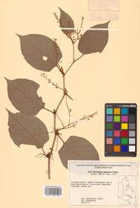 Reynoutria japonica Houtt., Siberia, Russian Far East (S6) (Russia)