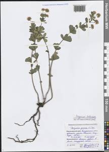 Lotus herbaceus (Vill.) Jauzein, Caucasus, Black Sea Shore (from Novorossiysk to Adler) (K3) (Russia)