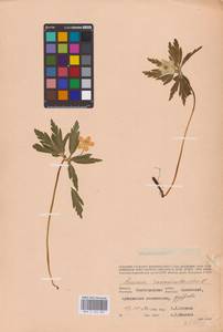 Anemone ranunculoides L., Eastern Europe, Lower Volga region (E9) (Russia)
