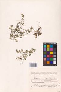 Ranunculus rionii Lagger, Eastern Europe, Lower Volga region (E9) (Russia)