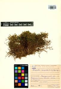 Selaginella sanguinolenta (L.) Spring, Siberia, Baikal & Transbaikal region (S4) (Russia)