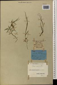 Lathyrus sphaericus Retz., Caucasus, Black Sea Shore (from Novorossiysk to Adler) (K3) (Russia)