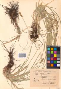 Carex spicata subsp. spicata, Eastern Europe, Central forest-and-steppe region (E6) (Russia)