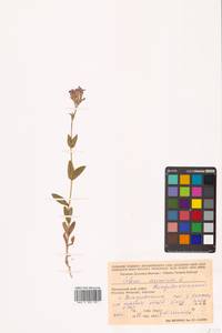 Atocion armeria (L.) Raf., Siberia, Russian Far East (S6) (Russia)