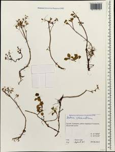 Phedimus stolonifer (S. G. Gmel.) 't Hart, Caucasus, Georgia (K4) (Georgia)