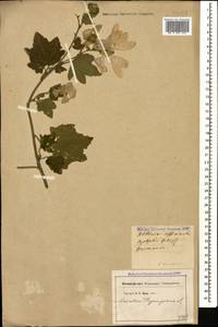 Malva thuringiaca subsp. thuringiaca, Caucasus (no precise locality) (K0)