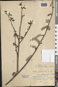 Salix abscondita Laksch., Siberia, Yakutia (S5) (Russia)