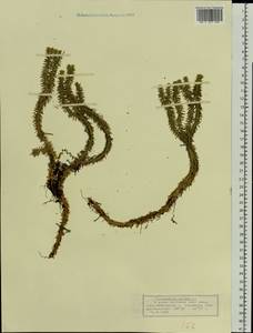 Huperzia selago (L.) Bernh., Eastern Europe, Volga-Kama region (E7) (Russia)