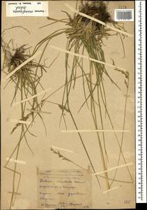 Festuca arundinacea Schreb. , nom. cons., Caucasus, Dagestan (K2) (Russia)