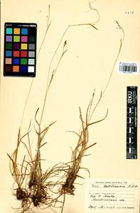 Carex ledebouriana C.A.Mey. ex Trevir., Siberia, Baikal & Transbaikal region (S4) (Russia)