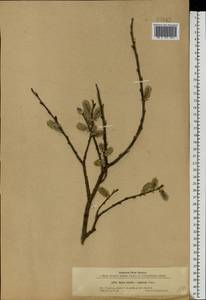 Salix aurita × cinerea, Eastern Europe, Central forest-and-steppe region (E6) (Russia)