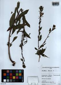 Oenothera biennis L., Siberia, Altai & Sayany Mountains (S2) (Russia)