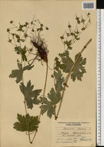 Geranium phaeum L., Eastern Europe, Moldova (E13a) (Moldova)
